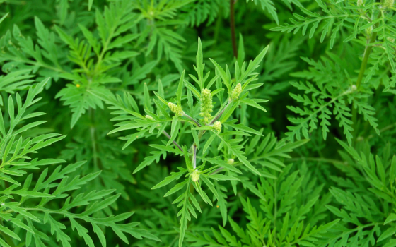 Lutter contre les espèces exotiques envahissantes