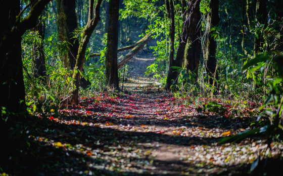 Préserver nos forêts