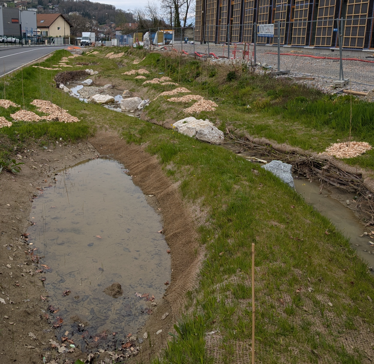 Plantation de végétaux autour de la Géline (dans le cadre du projet de renaturation du cours d'eau) en mars 2026
