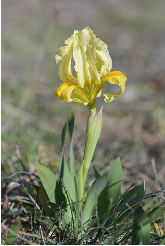 Iris jaune