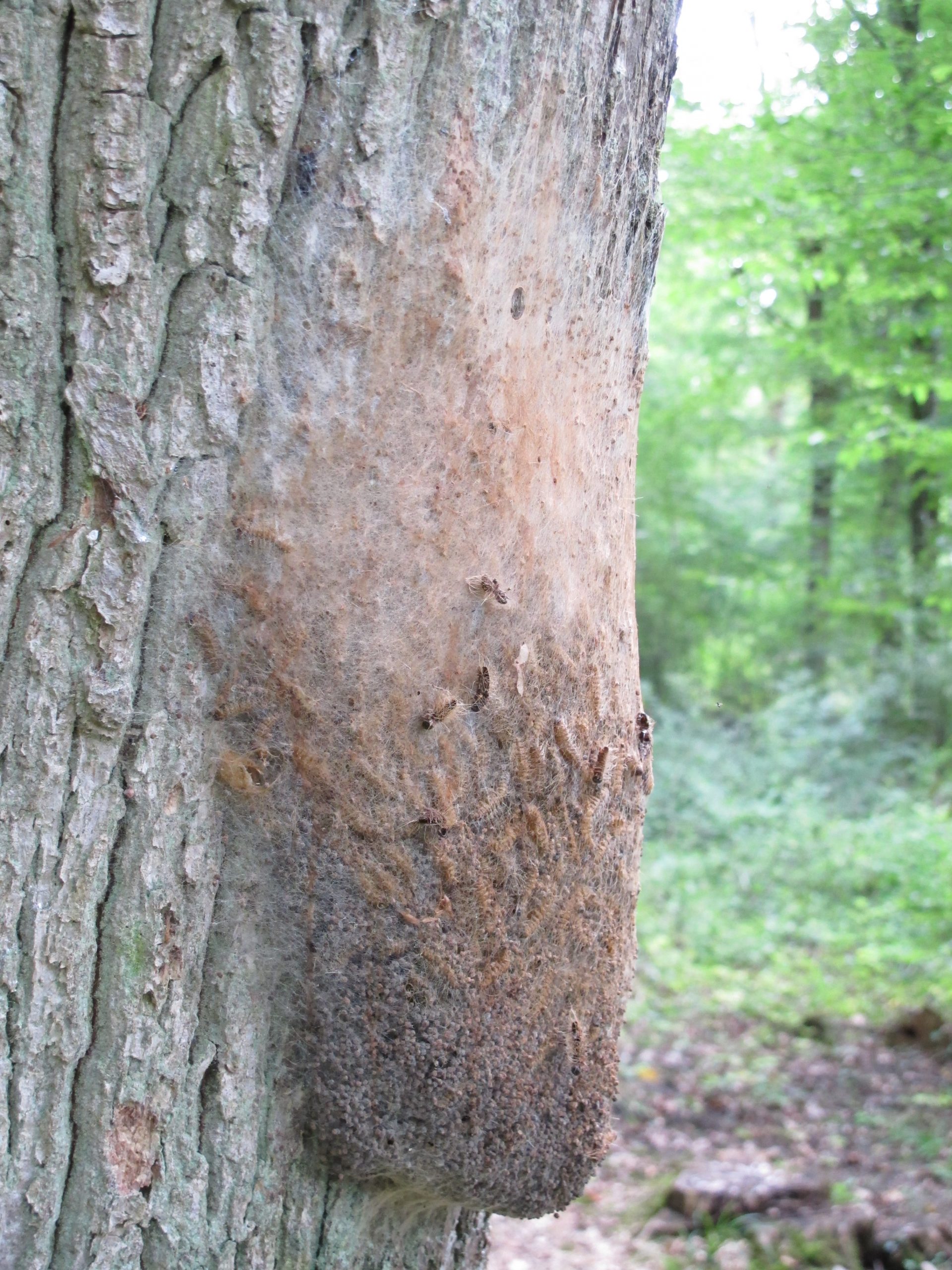 Chenille processionnaire du chêne